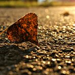 Golden Autumn II