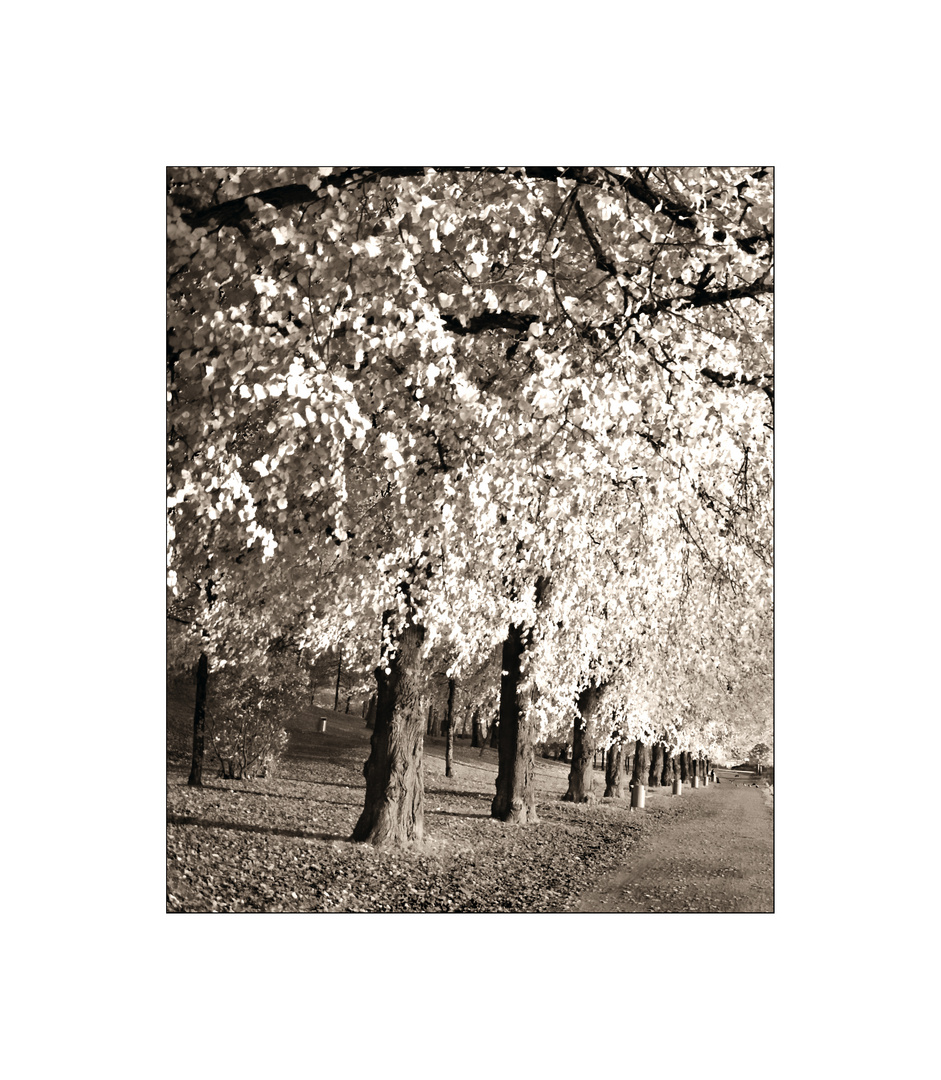 Golden autumn in Vaasa