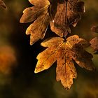 golden autumn leaf