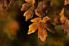 golden autumn leaf