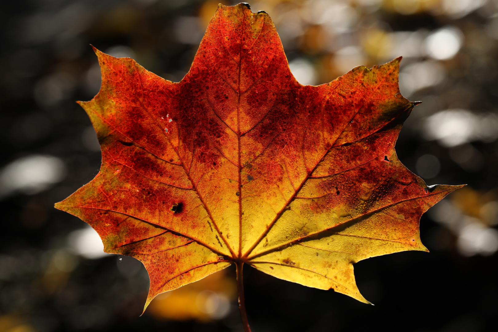 Golden Autumn Leaf