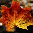 Golden Autumn Leaf