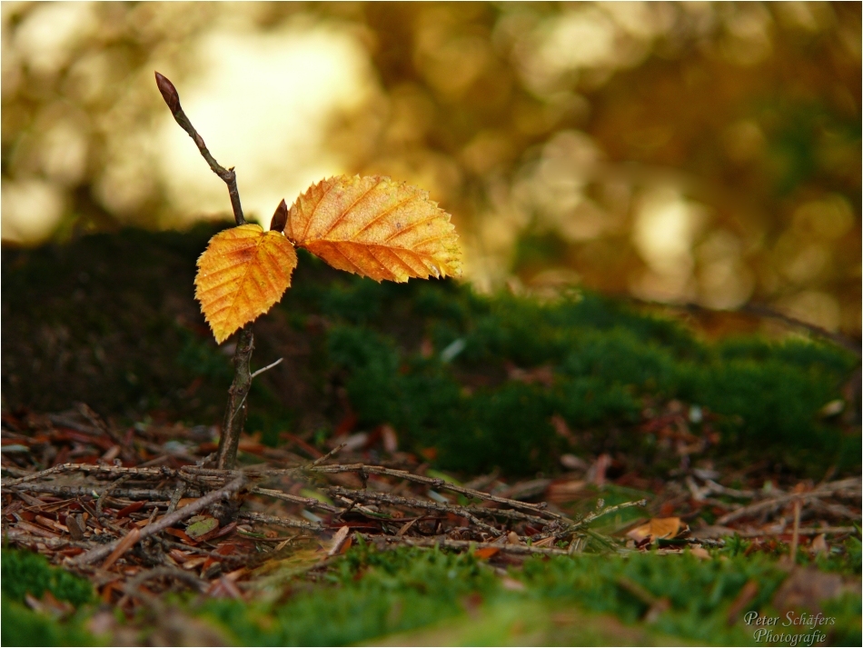 Golden Autumn Leafs