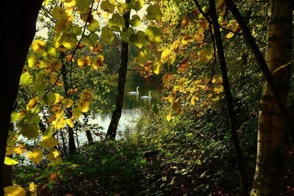 Golden Autumn Morning