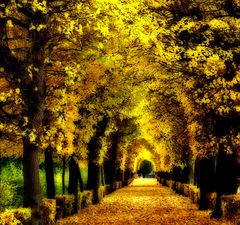 golden Avenue