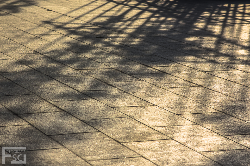 Golden Bamboo Shadows