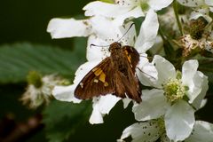 Golden Banded-Skipper (Autochton cellus)...