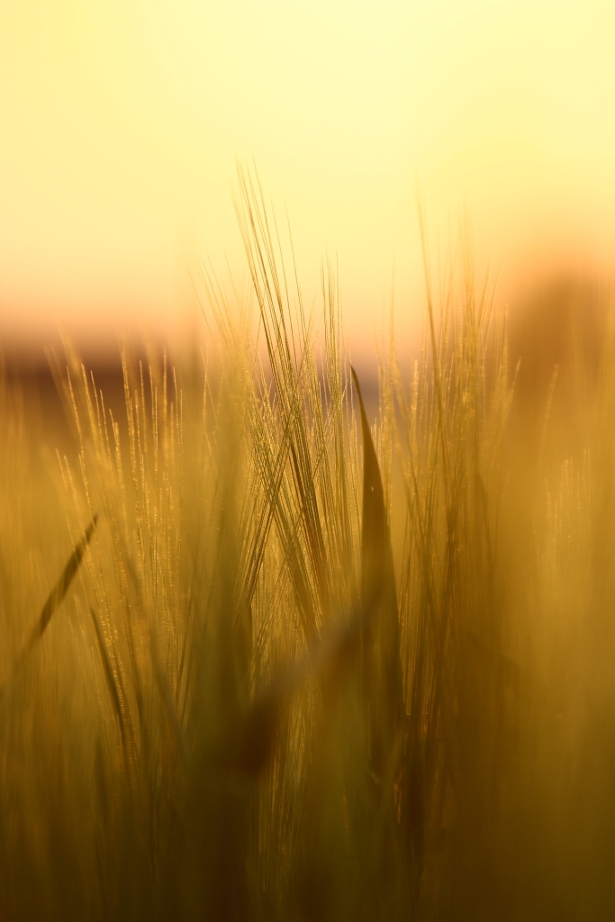 Golden Barley