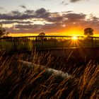 Golden Barthe-Bridge