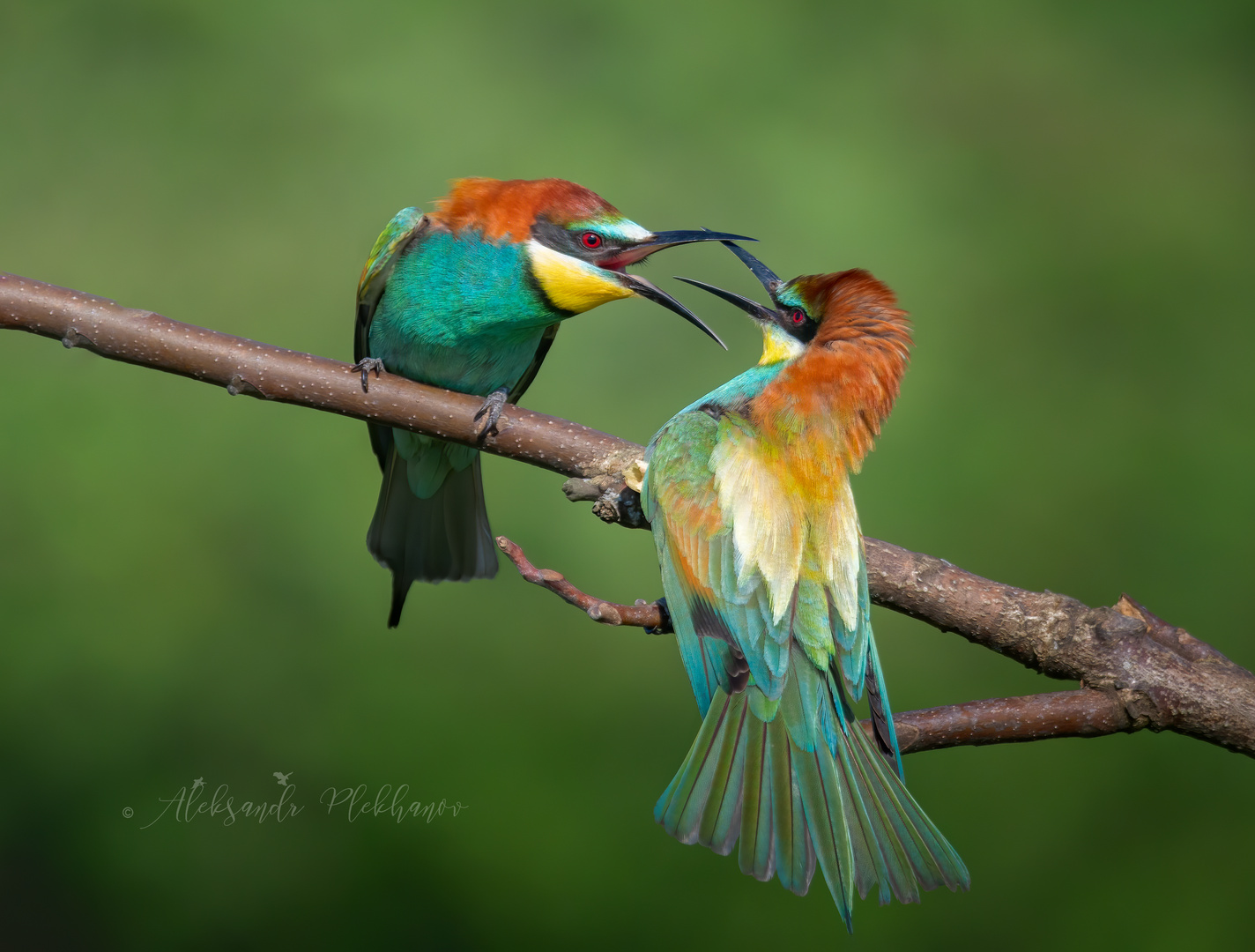 Golden bee-eaters