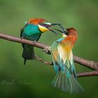 Golden bee-eaters