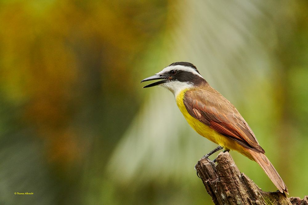 Golden-bellied Flycatcher, Goldbauchtyrann