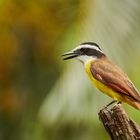 Golden-bellied Flycatcher, Goldbauchtyrann