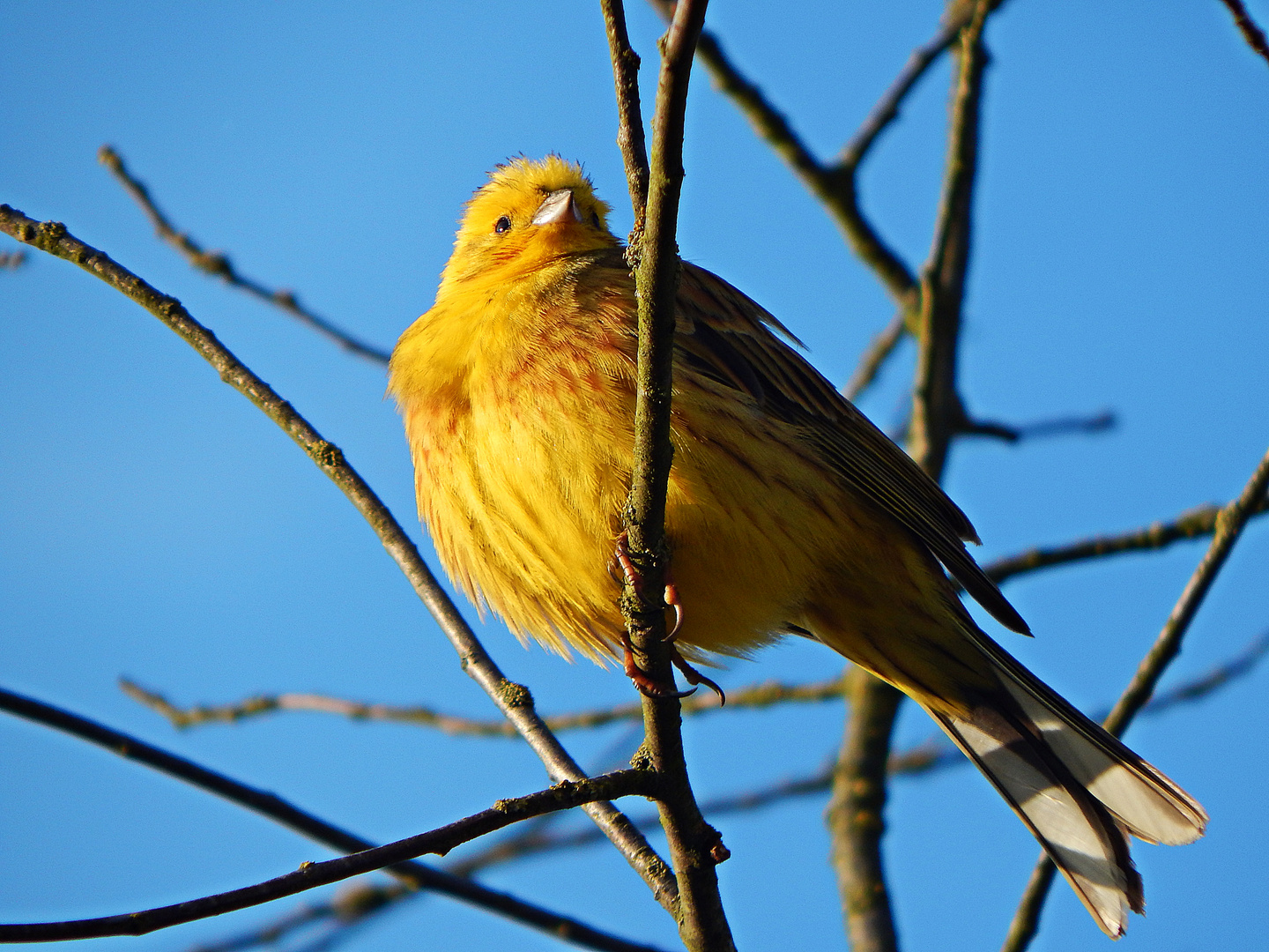 golden Bird