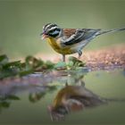 golden breasted bunting 