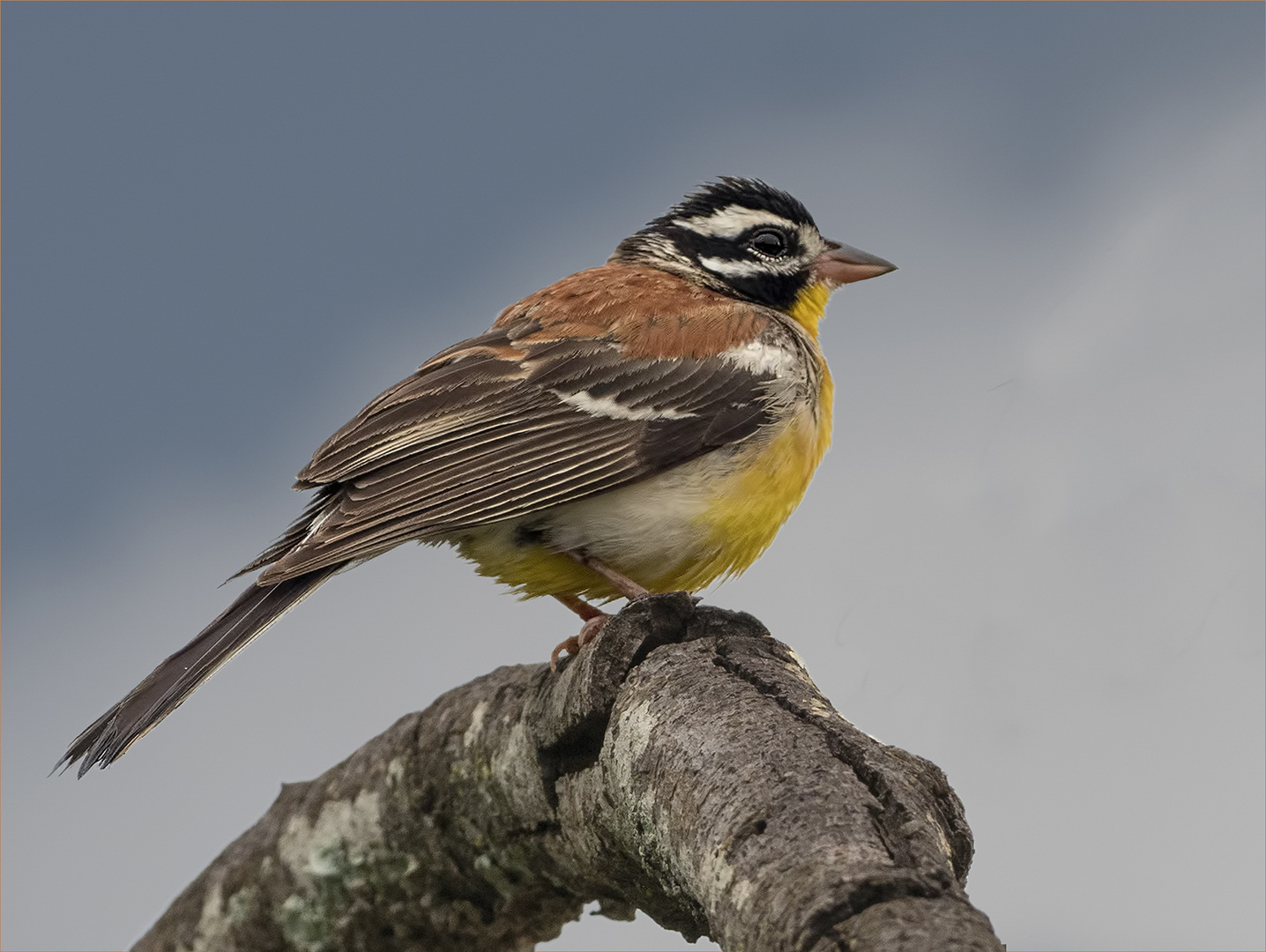 golden breasted bunting