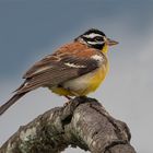 golden breasted bunting