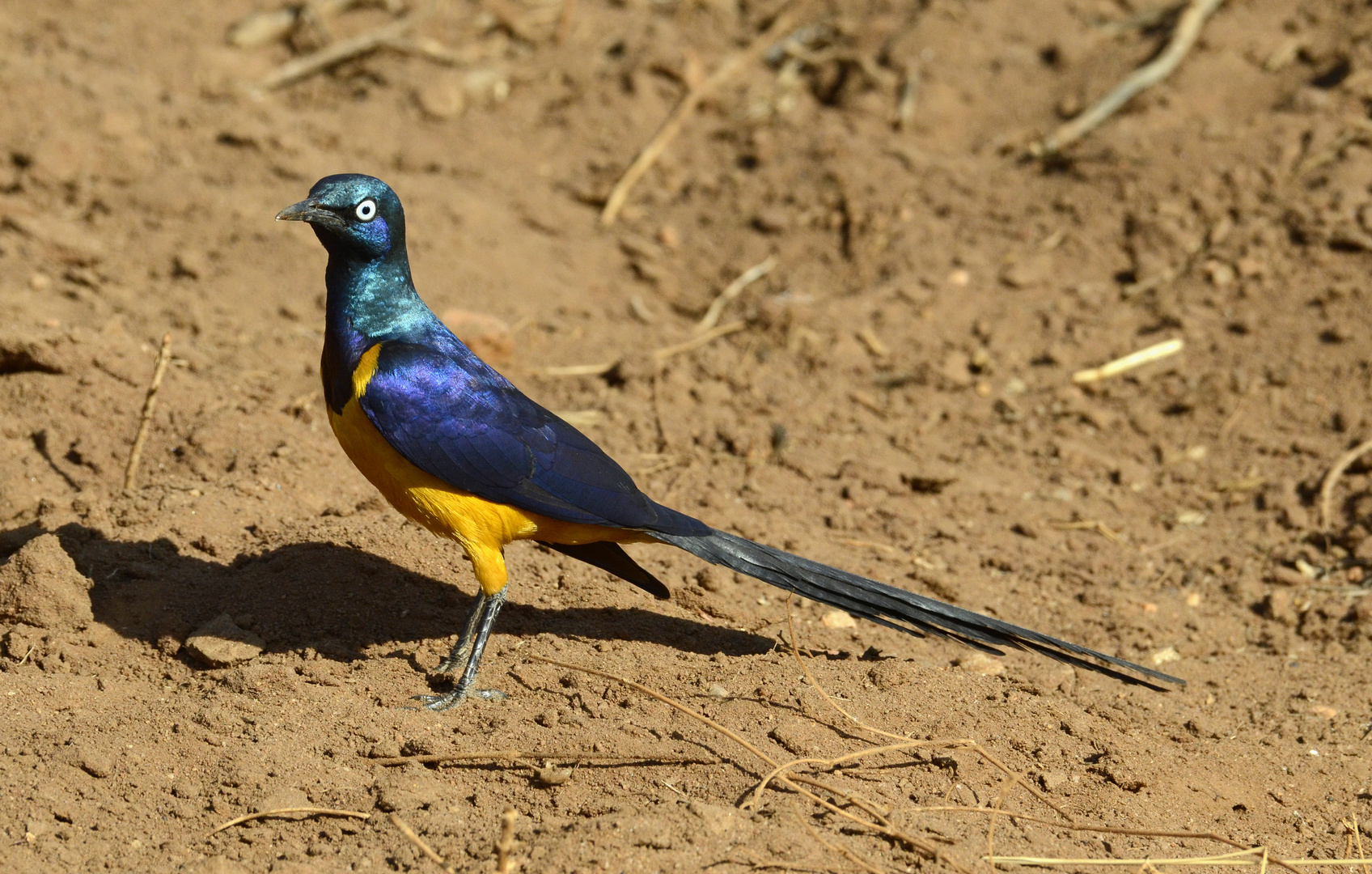 Golden breasted Starling