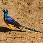 Golden breasted Starling