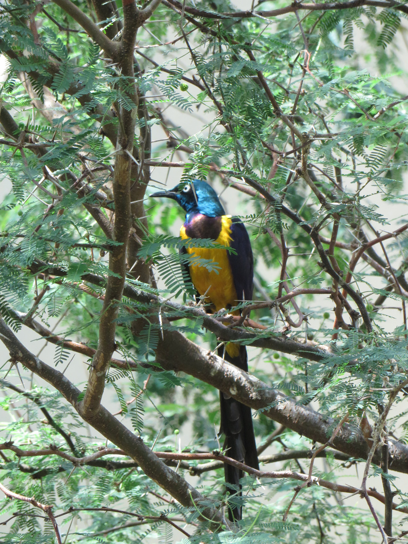 Golden-breasted Starling