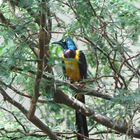 Golden-breasted Starling