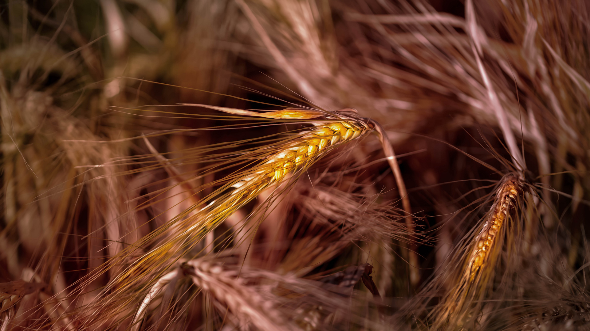 Golden Brown Foto & Bild pflanzen, pilze & flechten, techniken