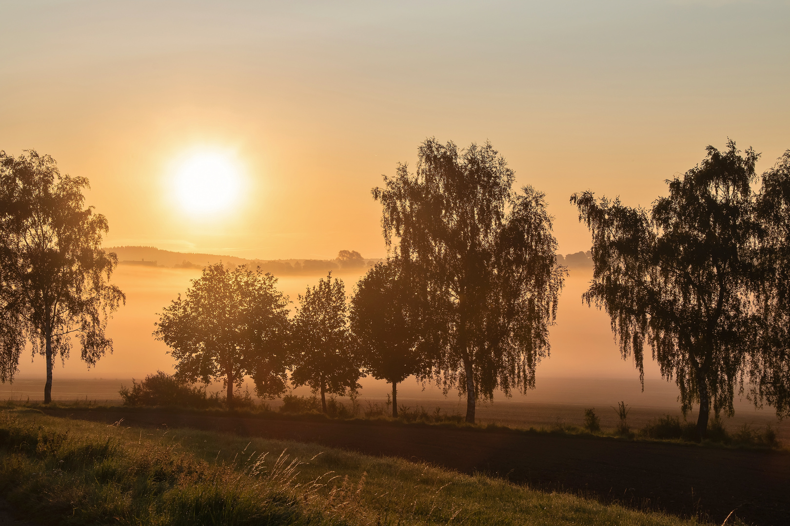Golden Brown Foto & Bild jahreszeiten, herbst, bäume Bilder auf