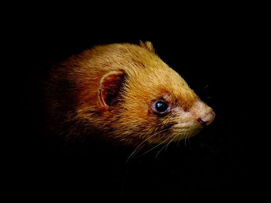 Golden Brown P7050990