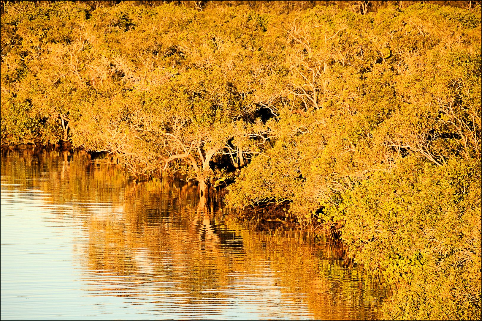 *golden bush*