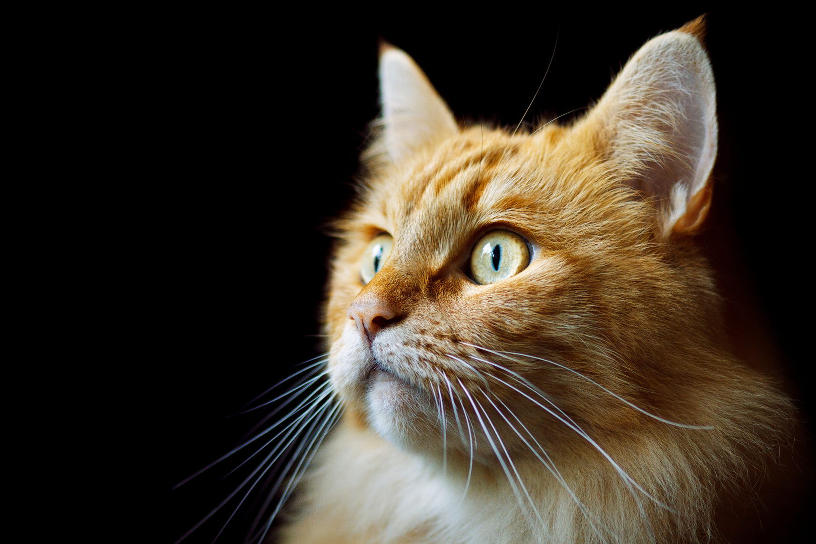 Golden cat. photo & image animals, cats, pets & farm animals images