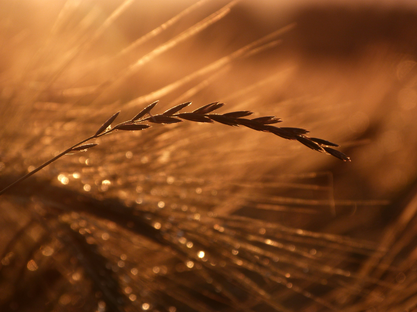 Golden cereals