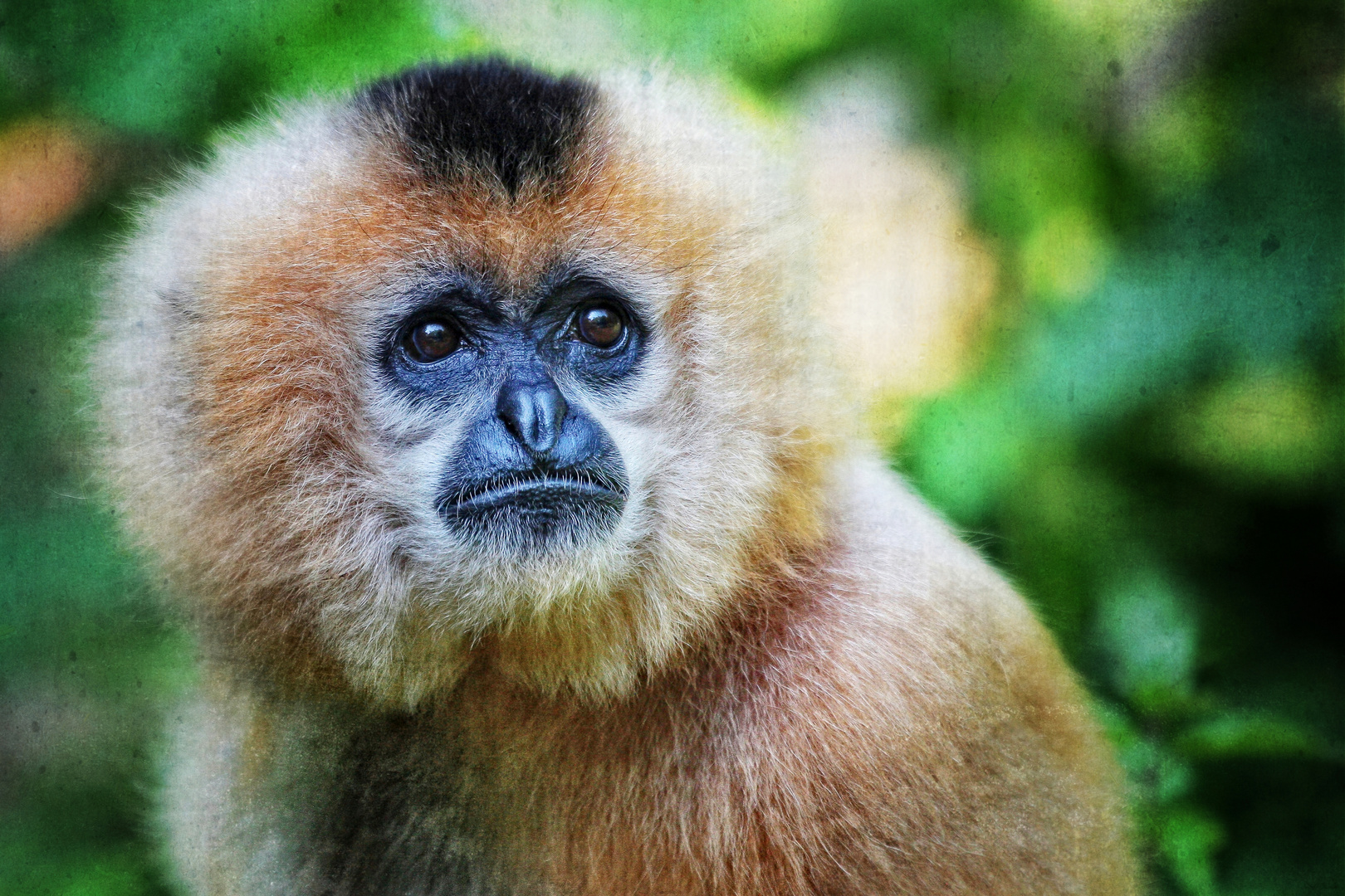 GOLDEN-CHEEKED CRESTED GIBBON (FEMALE)