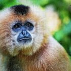 GOLDEN-CHEEKED CRESTED GIBBON (FEMALE)