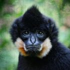 GOLDEN-CHEEKED CRESTED GIBBON (MALE)	