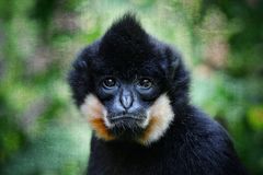 GOLDEN-CHEEKED CRESTED GIBBON (MALE)	