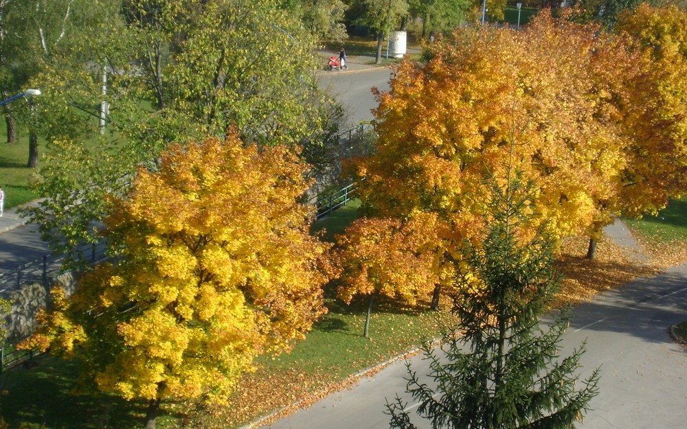 Golden colors of autumn