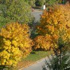 Golden colors of autumn