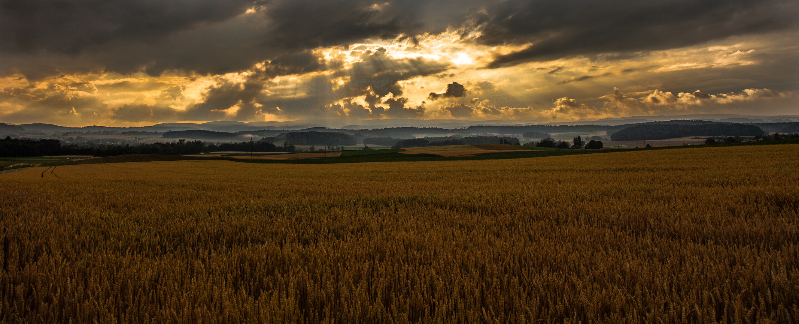 Golden Corn