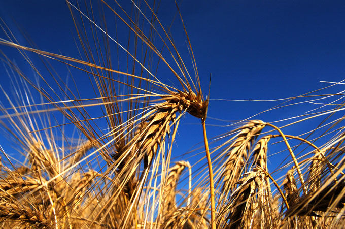 golden corn