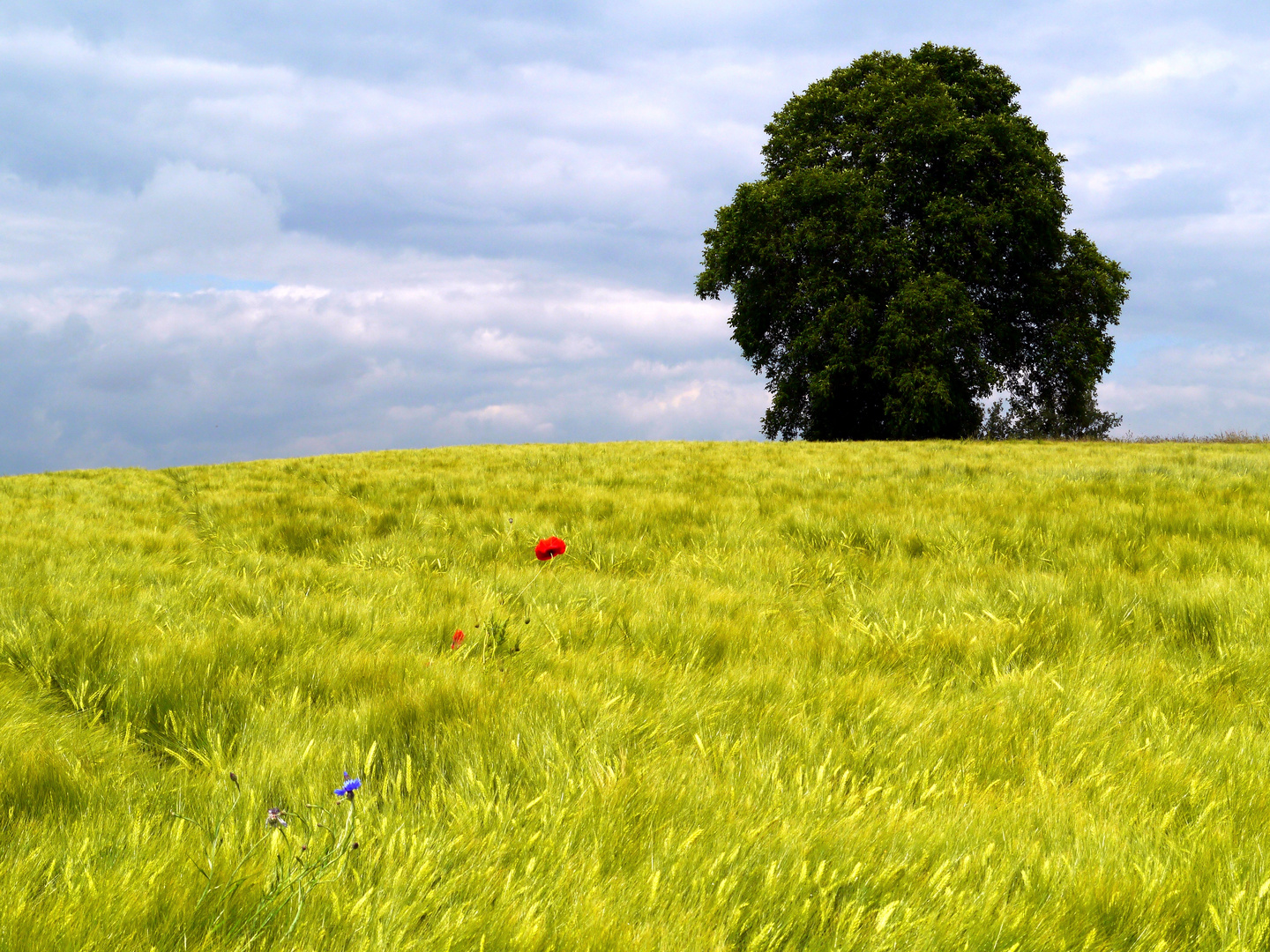 Golden Cornfield