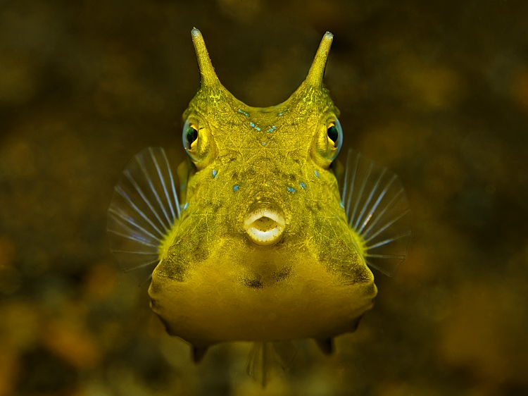 Golden cowfish