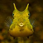 Golden cowfish