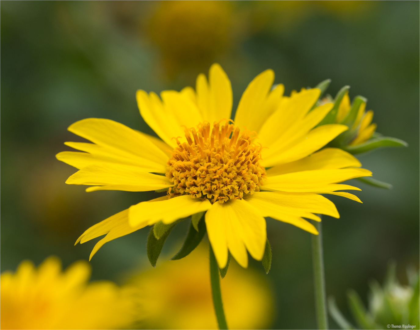 Golden Crownbeard (Verbesina encelioides).