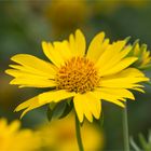 Golden Crownbeard (Verbesina encelioides).