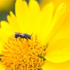 Golden Crownbeard (Verbesina encelioides).....