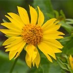 Golden Crownbeard (Verbesina encelioides)