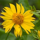 Golden Crownbeard (Verbesina encelioides)