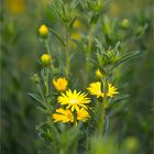 Golden Crownbeard (Verbesina encelioides) ...