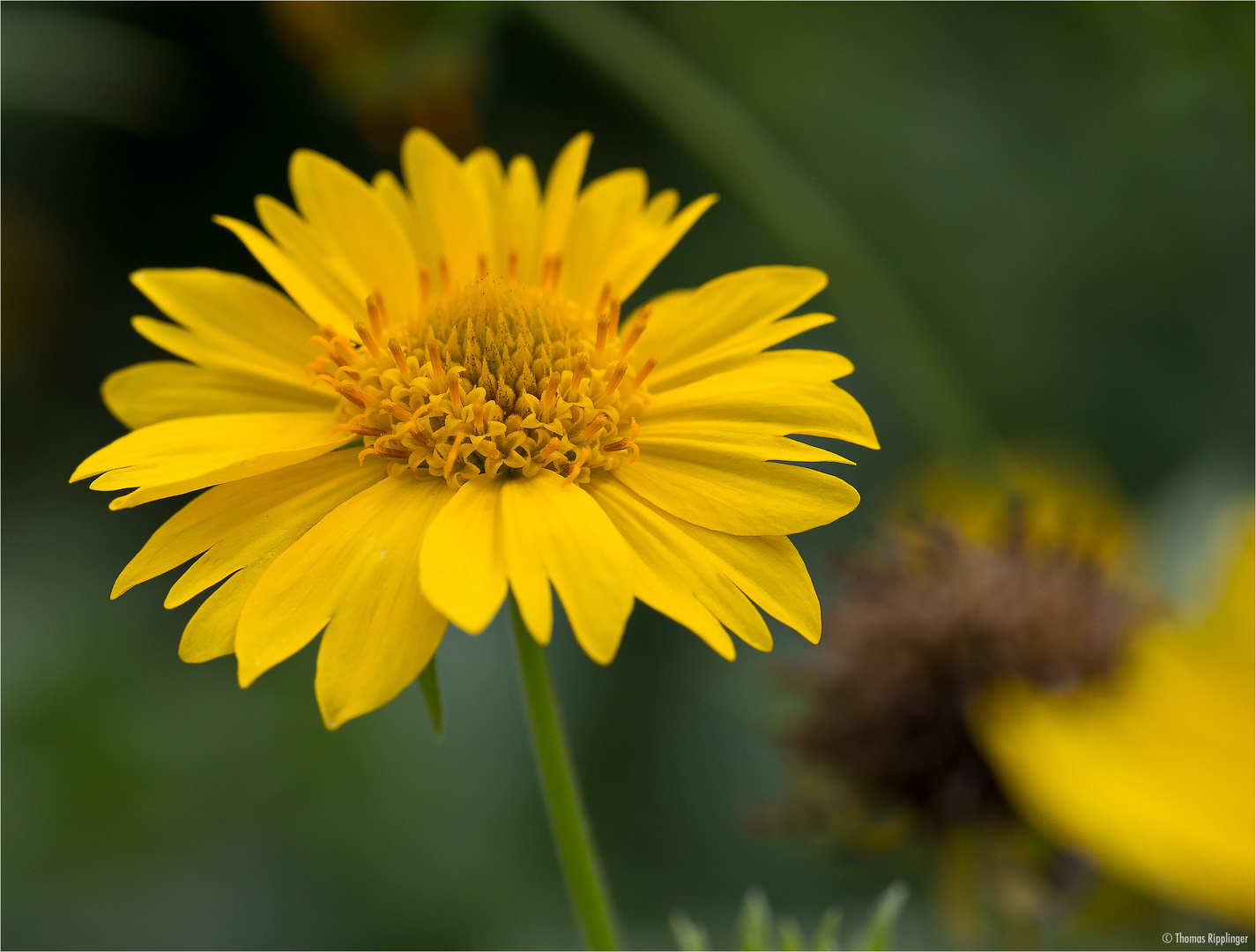 Golden Crownbeard (Verbesina encelioides)..