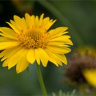 Golden Crownbeard (Verbesina encelioides)..